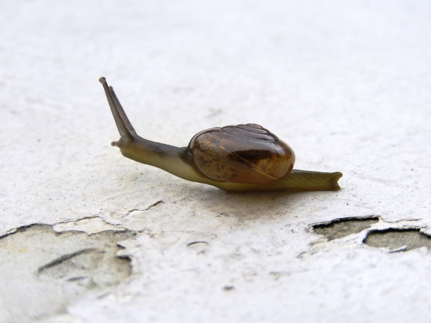 snail-2457027_960_720.jpg